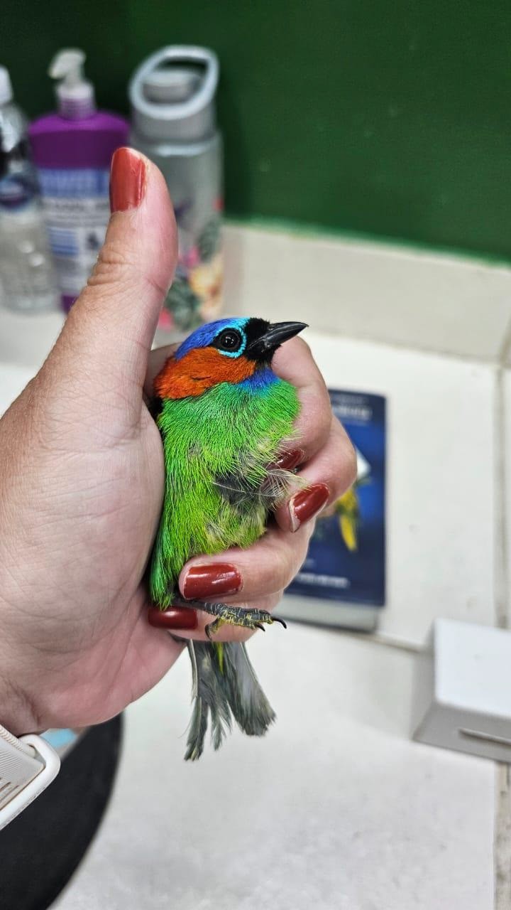 foto Notícia Cajamar